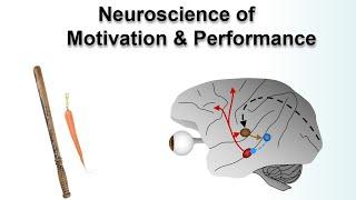 Neuroscience of Motivation & Performance