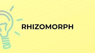 What is the meaning of the word RHIZOMORPH?