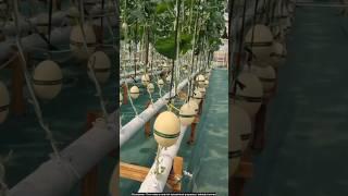 New technology of hydroponic farming in India  #hydroponics  #technology