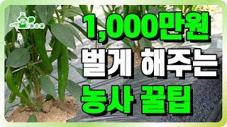 1,000만원 벌게 해주는 농사 꿀팁ㅣ유용한 정보가 한가득!