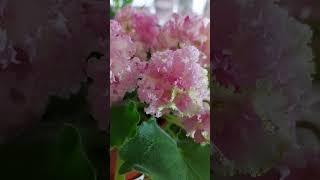 фиалка сорта НД-Розовая Скумпия #домашниецветы #сенполии #flower