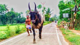 kangeyam Bull running  most height Indian breed Bull  jallikattu kalai