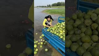 पिंकी ने सारे फल फेंक दिये  Part {9} #shortvideo #indianshorts #mangojuice #orangejuice #orange.