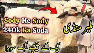 Malir Mandi Karachi Cattle Rate Update | 14 January 2025 | Cow Mandi Karachi…