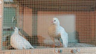 Кабкои Сафед Кабк Keklik که و Partridge Chukar