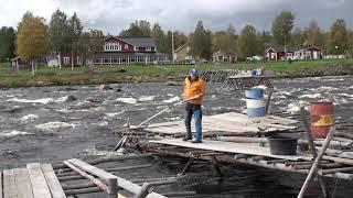 Net Fishing north of Tornio | Torne älv | Kukkolankosken