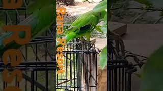 Vagabond Parrots  at Rana Resort #vlog #shorts