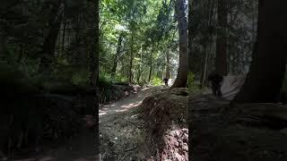 These were so sick! Hidden jumps off the main trail in the woods! #mtb #bmx #dirtjumper #dirtjumps