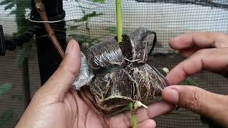 Successful Grapes Tree Grafting After 30 Days