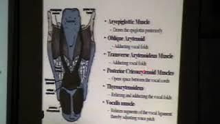 Anatomy of Phonation - Dnb ent theory question, dnb ent osce station - DnbMentors