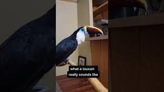 What a toucan really sounds like(2cantv)