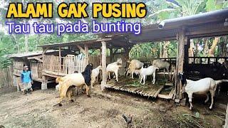 Peternak Kambing Pilih Yang Alami, Dengan Kandang Koloni Tau Tau Pada Bunting