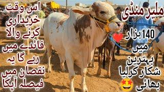 Malir Mandi Karachi Cattle Latest Rates Update 10 December 2024 | Cow Mandi 2025