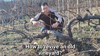 Reviving an Old Vineyard: Expert Tips for Pruning & Restoration  (Subtitles with translation)