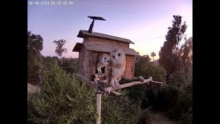 #OwletFinley and Paulie's Adorable Head Tilt/Bobbles.  Owl Box OSC - 6/16/23 - 8:18 pm