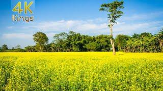 Beautiful Mustard Field | Mustard Flower Field | Mustard Field Video | Yellow Field | 4K Kings