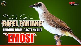 PANCINGAN DAN MASTERAN TRUCUK ROPEL BIAR TRUCUKAN BUNYI GACOR PAGI SIANG DAN MALAM