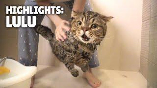 Highlights of LuLu the Cat | Kittisaurus