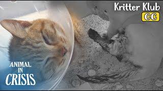Mother Cat Came Back Covered In Blood... What Happened To Kittens? l Animal in Crisis Ep 417