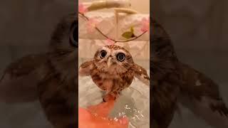 The man accidentally fed a small bird that often perched on the window #owl #babyowl #short