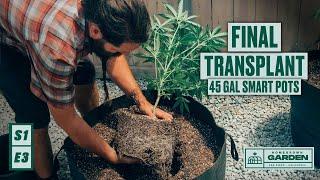 S1|E3 Cannabis Greenhouse Final Transplant Into 45 Gallon Smart Pots | Homegrown Cannabis co. Garden