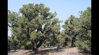 Threat To The Rangeland