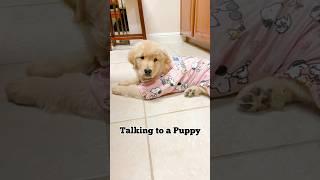 Fur-real obsessed #shortsvideo #shorts #dogshorts #puppy #cute #goldenretrieverpuppy