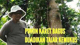 Pohon Karet salah satu tajar kemukus yang  paling bagus