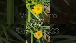 vivo T2pro vs Samsung s23 camera test #shorts #viral