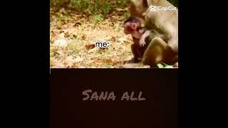 #meme sana all