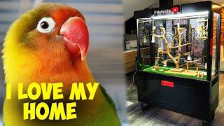 Amazing Glass Home for Lovebirds! (Parrot Mansion)