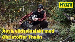 Älg och vildsvinsjakt med Thalin 2024! 163 kg galt skjuten!