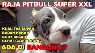 RAJA PITBULL BLUE NOSE XXL DI BANDUNG UNJUK ANAKAN BETINA SUPER !