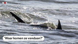 Naar haaien hengelen in de Noordzee: 'Waar komen ze vandaan?'