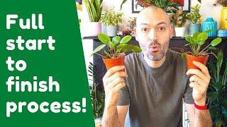 How To Propagate A Chinese Money Plant