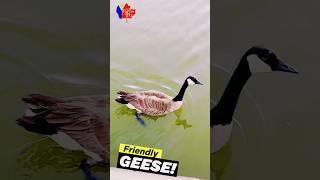 Friendly Geese #trending #subscribe #shortvideo #short #shortsfeed #shorts