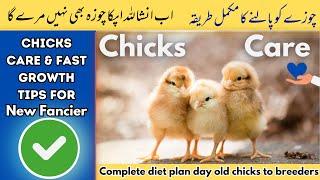 Day old chicks care complete guide & fast growth tips | Complete diet plan for chicks | @Rajgan0001