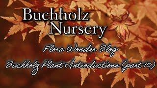 Flora Wonder | Buchholz Plant Introductions (Part 10)