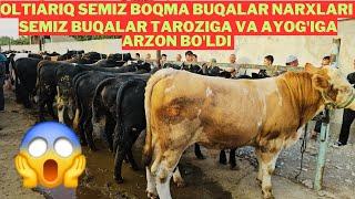 Oltiariq mol bozori semiz boqma buqalar narxlari qanday?