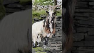 Friendly mountain goats  #wildlife #goats #snowdonia #nature