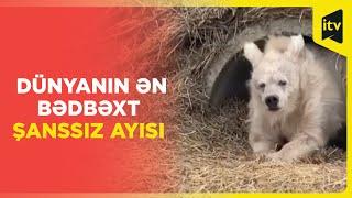 Səhvən şimal qütbünə aparılan qonur ayı