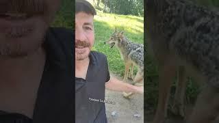 COYOTE vs. COYOTE!️#weavethecoyote #duckholliday #rickybobby #wildlife #animals #animal #nature