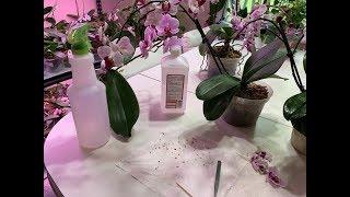 Isopropyl Alcohol- Cleaning Orchid Flowers and Buds from Mealybugs