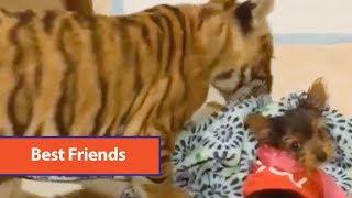 Tiger Cub Plays With Yorkie