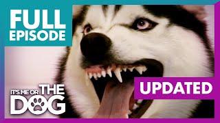 The Demon Husky UPDATED | Full Episode + Commentary | It's Me or the Dog