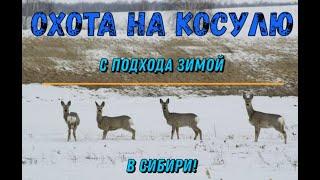 Охота на косулю с подхода зимой в Сибири 2021!