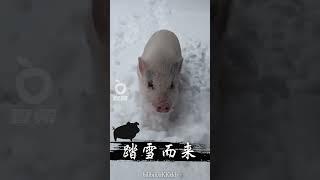 踏雪而來｜壹蘋新聞網 #shorts