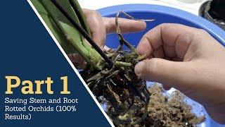 Part 1: Saving Stem and Root Rotted Orchids (100% Results)