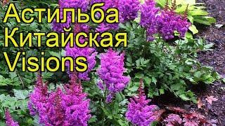 Астильба китайская Висионс. Краткий обзор, описание характеристик astilbe chinense Visions