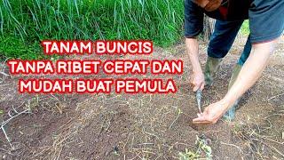 tanam buncis tanpa ribet, mudah dan cepat